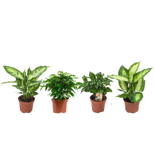 Combibo Combibox hippe kamerplanten (Ficus, Koffieplant, Dieffenbachia compacta ...